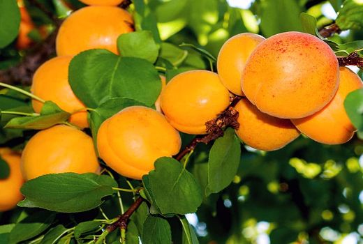 تولید سالانه 20 میلیون تن میوه در باغات کشور 