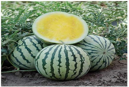 برداشت ۶ تن هندوانه آناناسی در نهبندان