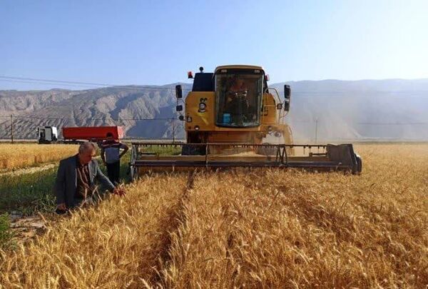 بیش از ۸۱۵ هزار تن گندم از مزارع فارس برداشت شده است