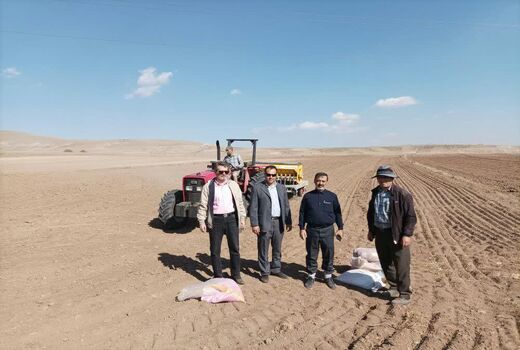 ایجاد سایت الگویی گندم دیم در شهرستان قزوین  در اجرای طرح جهش تولید 