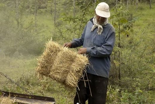 ۴۰ درصد گندم تولیدی خراسان شمالی بیش از نیاز استان است
