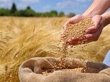 ۱۹ مرکز خرید گندم آماده دریافت محصول کشاورزان چهارمحال و بختیاری