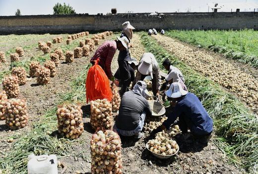 برداشت پیاز از مزارع اردستان آغاز شد/پیش بینی برداشت ۲۴ هزار تن