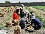 برداشت پیاز از مزارع اردستان آغاز شد/پیش بینی برداشت ۲۴ هزار تن