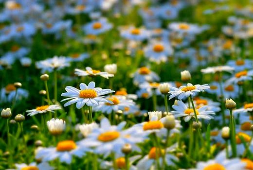 کشت ۲۰نوع گیاه دارویی در سطح مزارع استان کرمانشاه