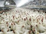 تسهیل برای استعدادیابی اراضی برای احداث مگا پروژه های مرغ گوشتی 