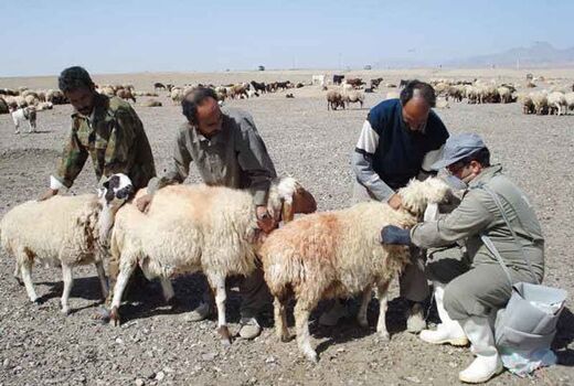 ۲ میلیون واحد دامی عشایر آذربایجان‌غربی علیه بیماری احشام واکسینه شدند
