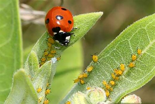 طرح مدیریت تلفیقی آفات در بیش از 5900 هکتار از مزارع و باغات استان البرز عملیاتی می شود