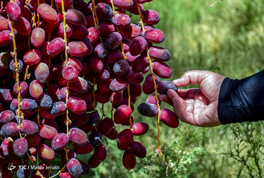 گزینه طلایی برای جانشینی صادرات نفت/ چقدر صادرات محصولات کشاورزی رونق گرفت؟