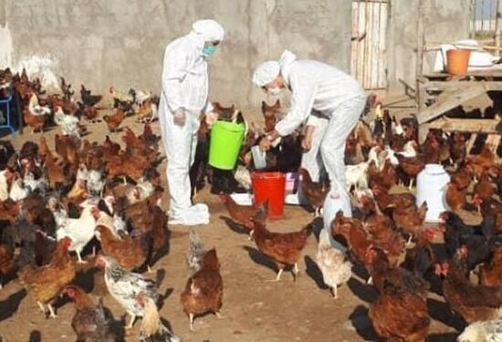اتمام عملیات فاز بهاره مایه‌کوبی رایگان طیور بومی و روستایی علیه بیماری نیوکاسل در آذربایجان غربی