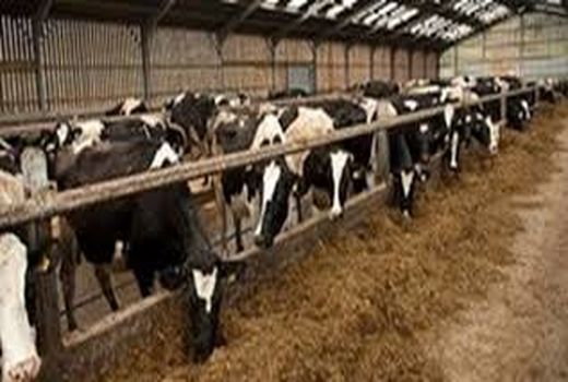 خدمات رایگان به دامداران منطقه شهربابک در دهه فجر