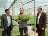 بازدید مدیر جهاد کشاورزی شهرستان فاروج ازگلخانه شرکت کشت و صنعت مزرعه سبز خرم فاروج