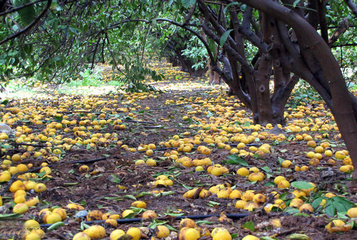 تشکل‌های کشاورزی در تصمیم‌گیری مدیران مشارکت کنند