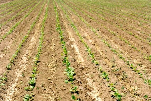 چغندرقند در یک هزار و 400 از اراضی زراعی چهارمحال و بختیاری کشت شد