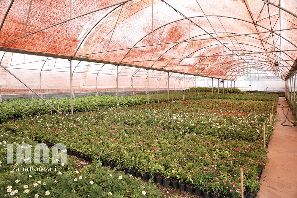 گلخانه صادراتی محلات استان مرکزی