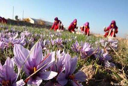 تولید ۹ تن زعفران در استان اصفهان