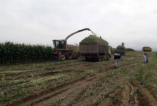 تولید بیش از 25000 تن ذرت علوفه ای در شهرستان خداآفرین