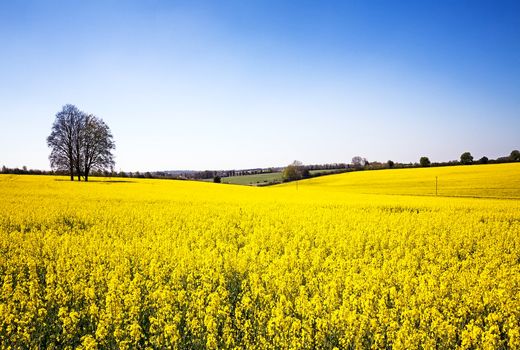 تائید بیماری لکه سیاه در مزارع کلزای قیروکارزین/ توصیه‌های کاربردی برای تبدیل یک تهدید به فرصت