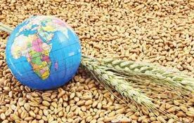 ادامه کاهش قیمت گندم در بازارهای جهانی