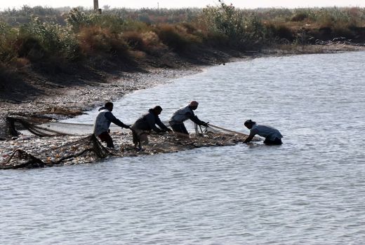 پرورش موفقیت‌آمیز بچه‌ ماهیان کپور خارج از فصل در مزارع بخش خصوصی خوزستان 