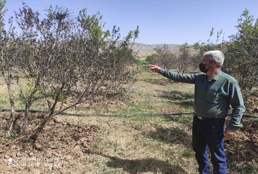 سرمای بهاره به باغ های ارسنجان آسیب زد 