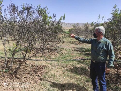 سرمای بهاره به باغ های ارسنجان آسیب زد 