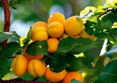 زردآلوی ایران؛ از باغات محلی تا جهان/ شناسایی ارقام زردآلو، مسیر صادرات را شفافتر میکند