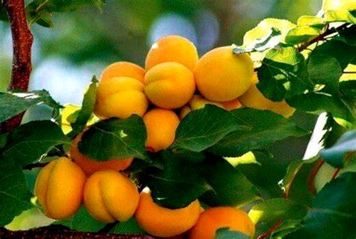 زردآلوی ایران؛ از باغات محلی تا جهان/ شناسایی ارقام زردآلو، مسیر صادرات را شفاف‌تر می‌کند