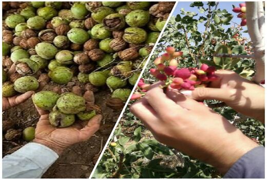 برداشت محصول از سطح باغات پسته و گردو شهرستان البرز