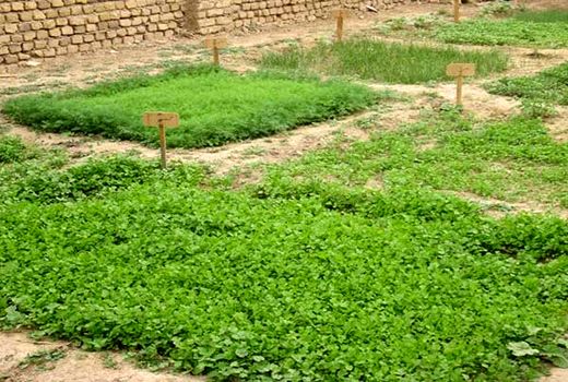 طرح باغچه‌های خانگی سلامت /فیلم