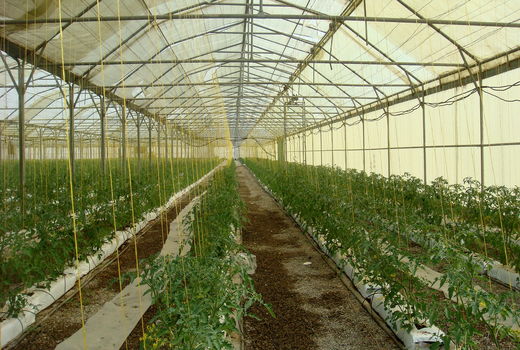 شهرک گلخانه‌ای نودهک برای ۶۰۰ نفر اشتغالزایی می‌کند