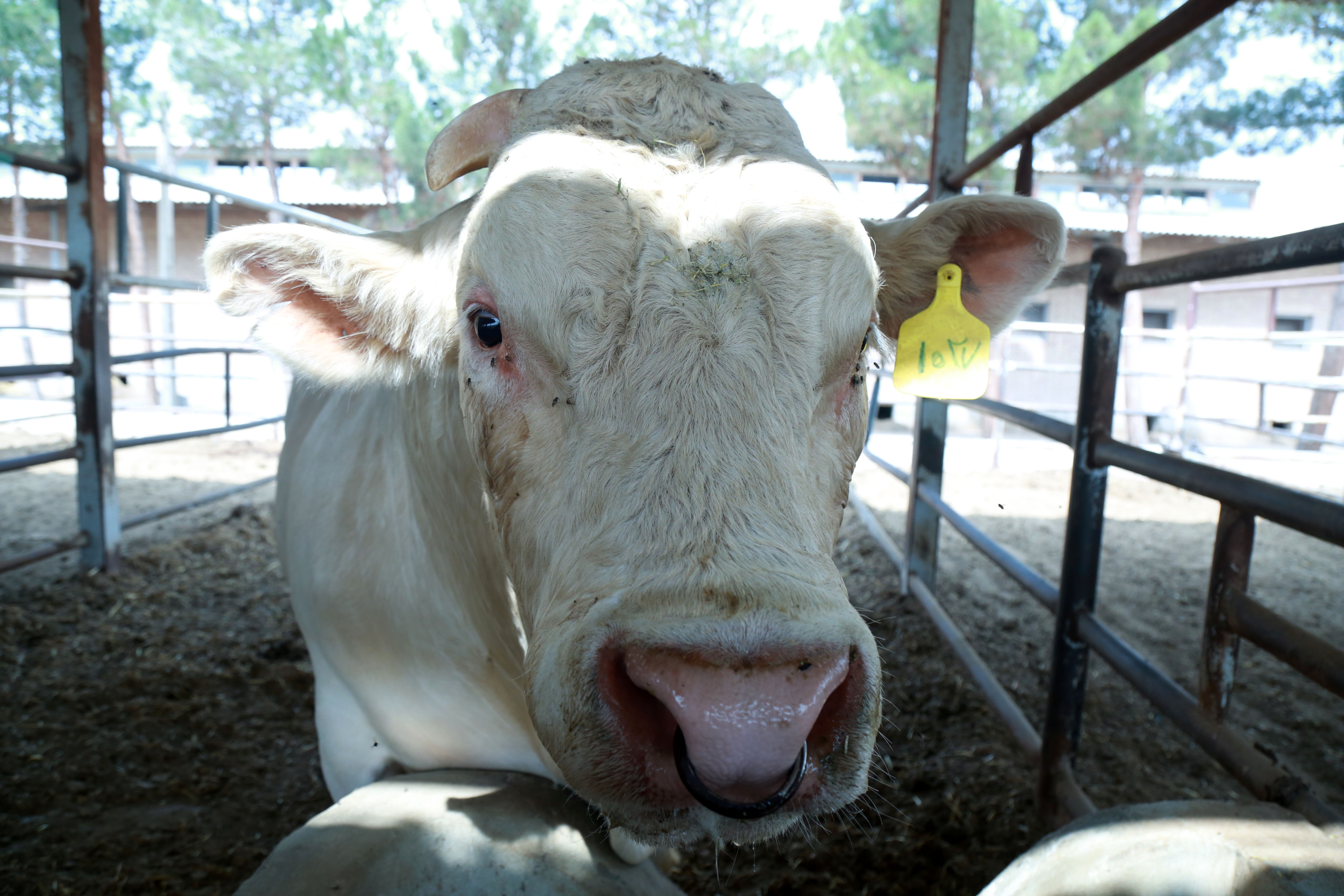   مرکز ملی ژنتیک دامی   