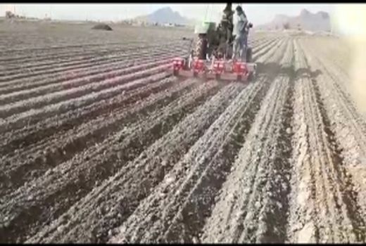 پایان کشت مکانیزه هویج در مرودشت 