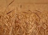 حرکت برای دروی طلای با برکت