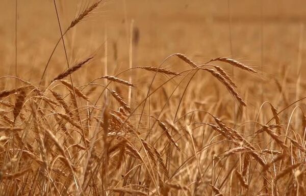 حرکت برای دروی طلای با برکت