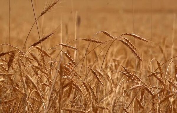 حرکت برای دروی طلای با برکت
