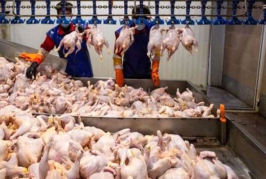 عرضه گوشت انواع طیور 27 درصد افزایش یافت