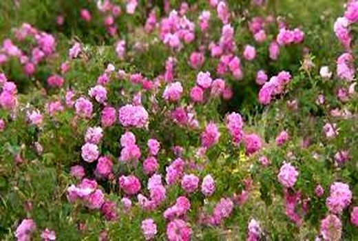 فرآوری گل محمدی توسعه کشت آن را سرعت می‌بخشد