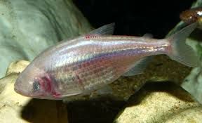 ماهیان کمیابی که معیار کیفیت آب هستند