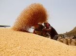 ۷/۶ میلیون تُن گندم در کشور برداشت شد/ هدیه دستان پینه‌بسته ۶۰۰ هزار کشاورز به سفره مردم ایران
