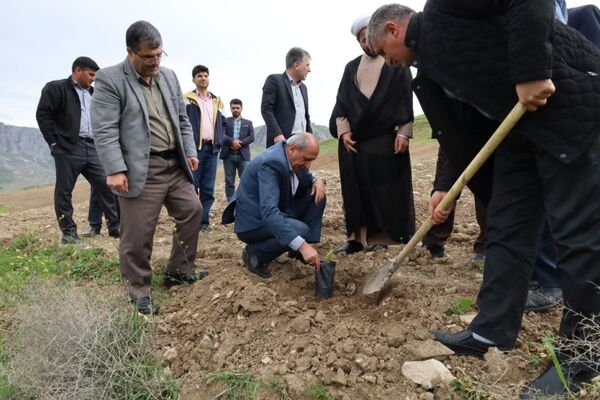 شتاب‌گیری تولید سماق در آذربایجان‌شرقی با توزیع ۲۵ هزار نهال برتر کشت‌بافتی