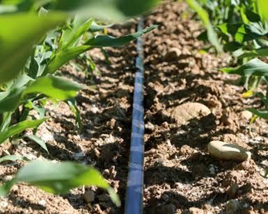 آبیاری قطره‌ای تا 78 درصد نیتروژن آب‌های زیرزمینی را کاهش می‌دهد/ پیشرفت در ابزارهای دیجیتال حفاظت از آب/ راه‌حل‌های دیجیتال به مقابله با تغییرات آب و هوایی می‌رود