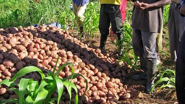 شوک کاهش قیمت نفت؛ آنگولا برای احیای اقتصاد خود به سمت کشاورزی رفت/آنگولا دومین تولید کننده نفت قاره آفریقا است/درآمد نفتی این کشور در 2 سال گذشته یک سوم کاهش یافت