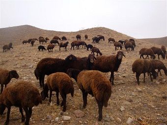 استقبال دامداران کشور از گوسفند افشاری اصلاح نژاد شده در زنجان/ ورود گوسفند افشاری به گله های 15 استان کشور