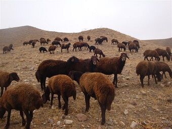 استقبال دامداران کشور از گوسفند افشاری اصلاح نژاد شده در زنجان/ ورود گوسفند افشاری به گله های 15 استان کشور