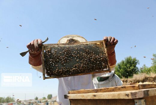 برگزاری آیین شکرگزاری تولیدکنندگان عسل در بزرگ‌ترین کانون روستایی پرورش زنبورعسل کشور 