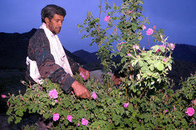 فصل گلاب‌گیری در قمصر کاشان +تصاویر