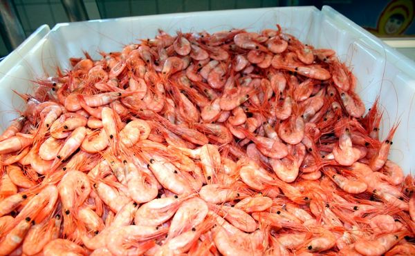 برداشت 15 هزار و 100 تن میگوی پرورشی تاکنون/ تلاش سازمان شیلات برای احیای سایت گواتر