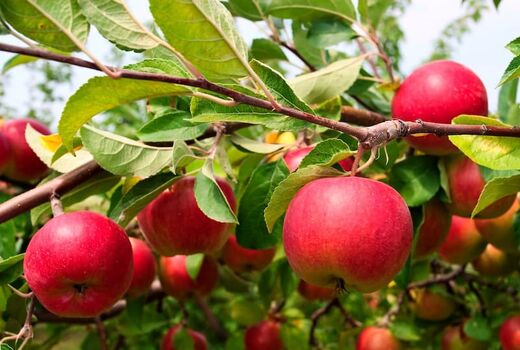 بازدید مسئولین استان اصفهان از بسته‌بندی سیب درختی سمیرم