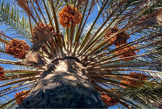 نخیلات استان بوشهر در معرض کنه‌های تار عنکبوتی قرار دارد